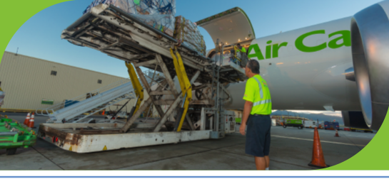 Employee loading cargo onto plane. 